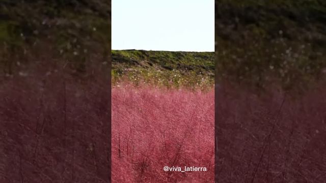 Muhlenbergia Capillaris