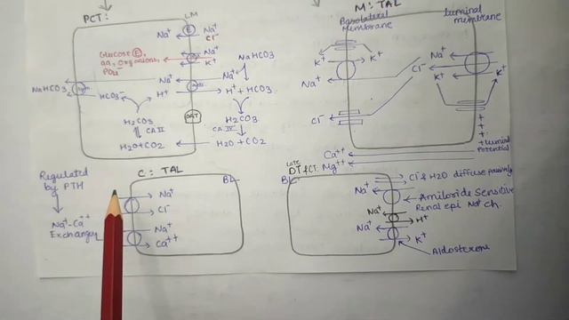 Diuretics Pharmacology Basic