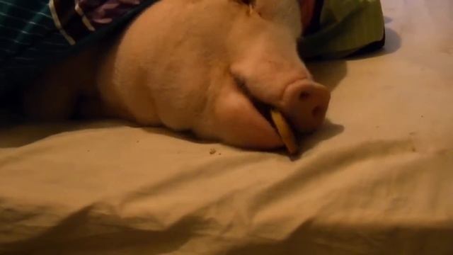 БАБА ГРАЕ НА БАЯНИ /супер позитив/