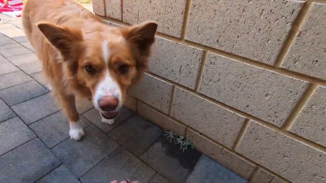 AFL GRAND FINAL 2022 Tips & Predictions