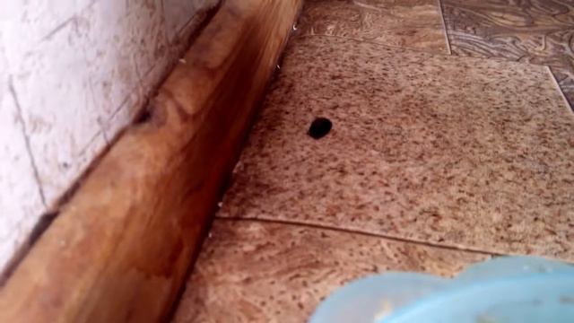 Кошки охотятся