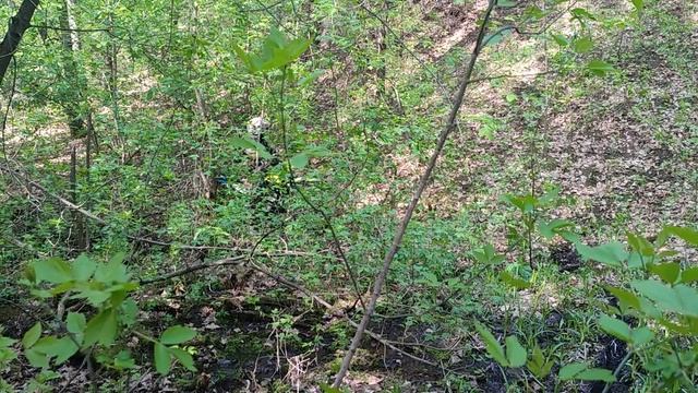 Овраг в роще