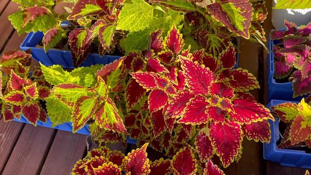 Pathmas Coleus Garden