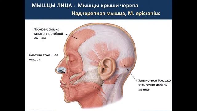 Мышцы и топографические образование головы   21.09.21 - 14:15