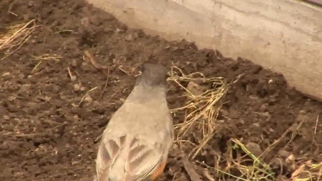 Birds: Motherhood  Worms. Птицы: Материнство и червяки 2277sp