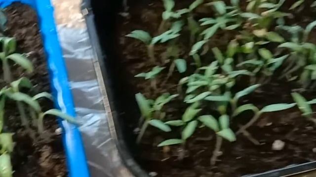 Прореживаю, подкармливаю,подсыпаю землей рассаду помидор.