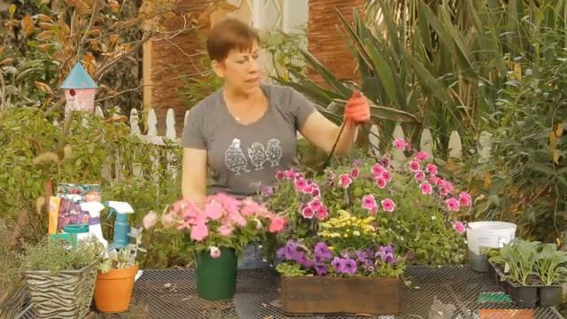 How To Landscape With Petunias