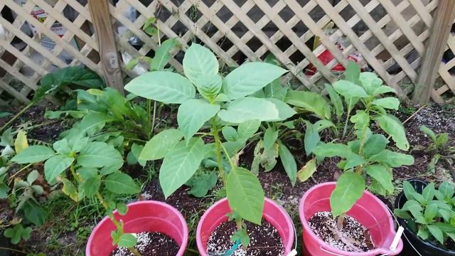 New Plants In My Garden | Angel Trumpet Update