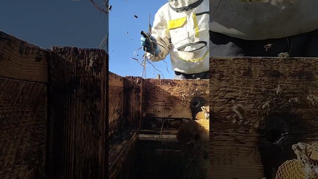 Я снова пчеловод ?