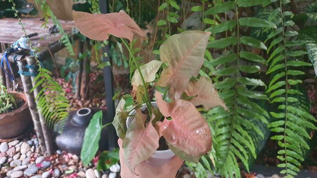 ต้นเงินไหลมาชมพู เสริมโชคลาภ มีเงินใช้ไม่ขาดมือ Syngonium Neon Pink Robusta / Pink Arrowhead Plant