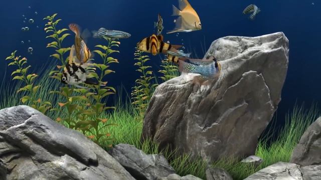 Relajación Niños Dormir  Y Estimulación Temprana  Con Pecera Tropical