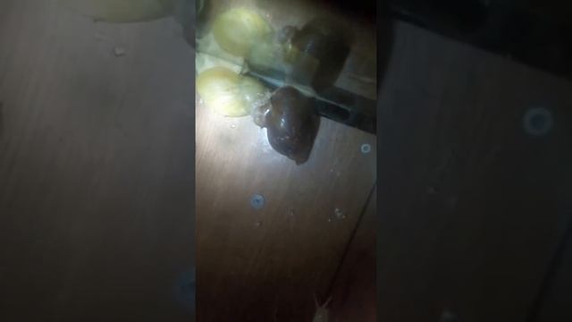 Копия видео 