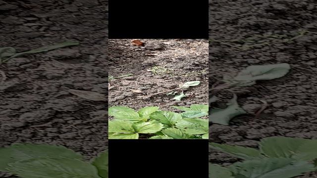 работа с клубникой.