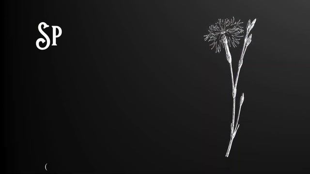 Reviewing 20+ Plants Grown From Seed ~ 2023 Seed Review ~