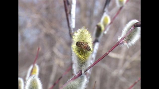 Верба зацвела Ранний медонос Верба оберег вашего дома Архивное видео