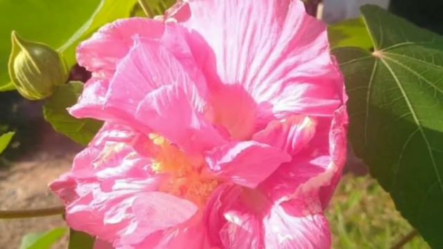 എന്റെ  കുറെ  ചെടികൾ 🤗🤗🤗🤗 കാണണ്ടേ??? #My Flowering Plants