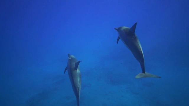 Dolphins - Stress Relief Relaxing Music