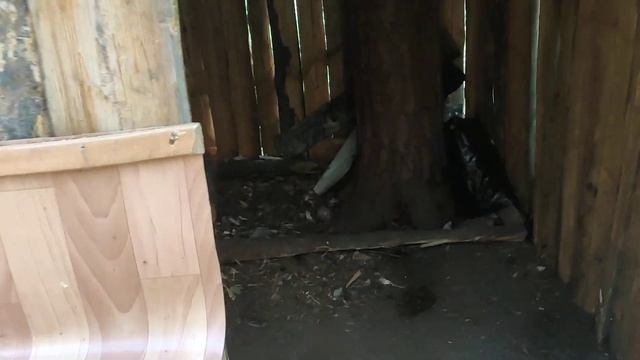 Халявный дом в лесу