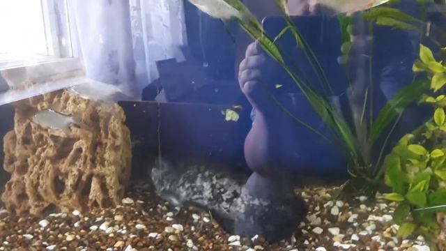 Сомики в аквариуме