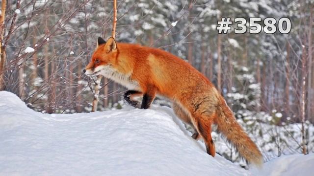 #3580. Лисы (В мире животных)