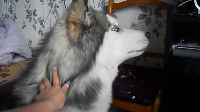 Хаски поёт потрясающую песню - не хуже человека.