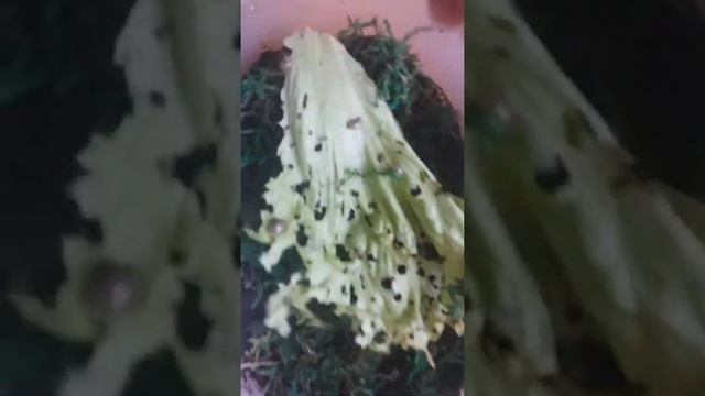 уборка у улиток. новые улитки. кладка архахатин!