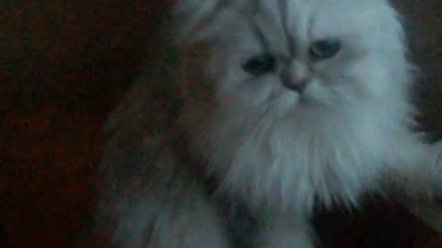 Шиншилловые персы Нарцисс и Ванесса