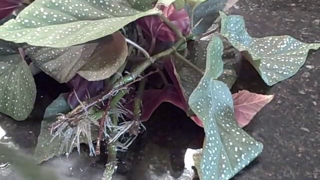 F6e48cca09c66c34f50ec78192495506