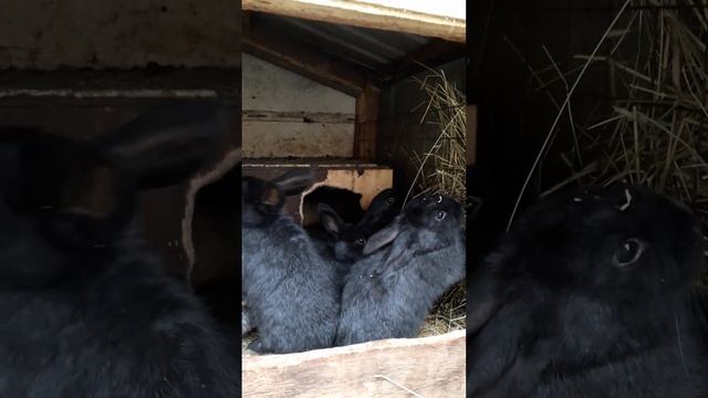 Кролиководство.Расчет прибыли на одну крольчиху.