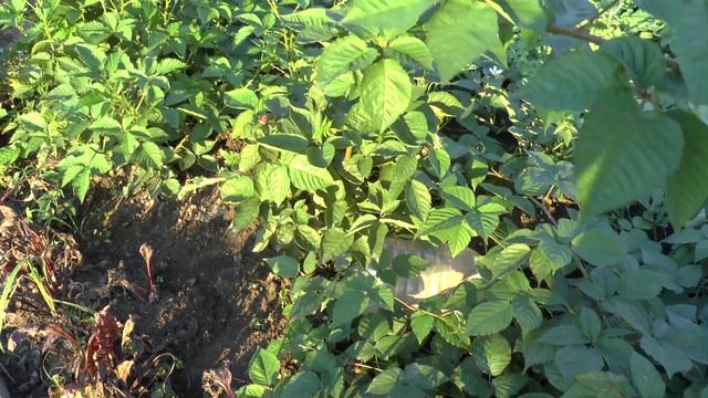 Ежевика Рушай