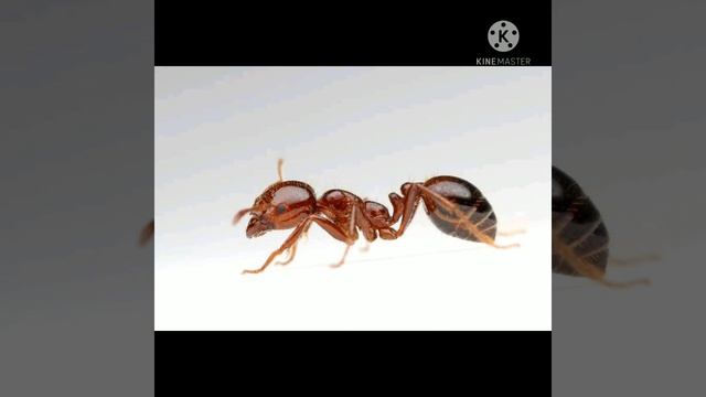 Insects That Can Harm You!