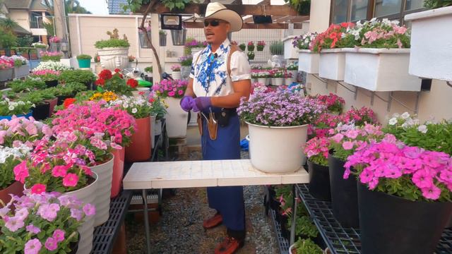 ดอกไม้ปลูกง่าย ดอกดกดอกเป็นเดือน สู้แดดจัด จาก Aga Agro