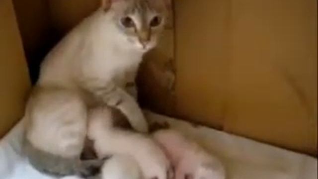 Смешные говорящие животные