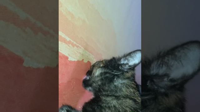 Kitty ? What's Wrong?