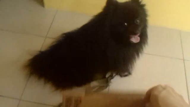 Шпиц Тайсон почему-то боится пустую коробку