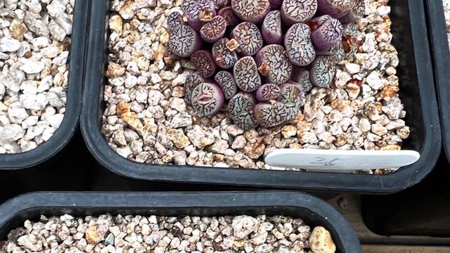 Conophytum & Lithops family- day3 in Korea ♥️