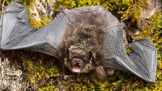 Мир животных. Летучая мышь.
