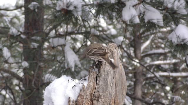 Красивая расслабляющая музыка, спокойная успокаивающая инструментальная музыка.
