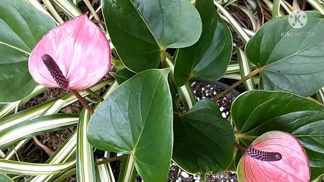 MY ANTHURIUM PLANTS/ GARDENING IN HAWAII