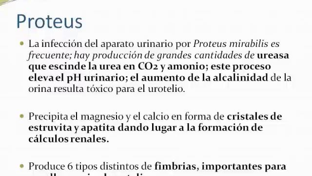Proteus, Enterobacter Y Citrobacter