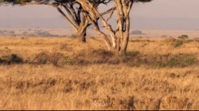 [WildCraft] попробуй найти всех животных!