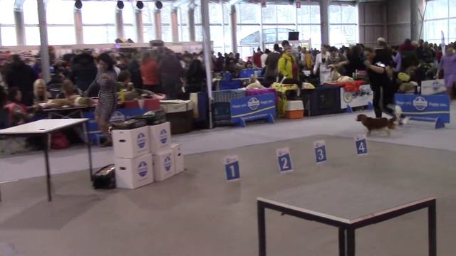 Сабанеевка 26.01.19  ККЧС кобели промежуток