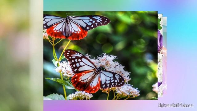 Бесплатные стили Proshow Producer для 10 фото