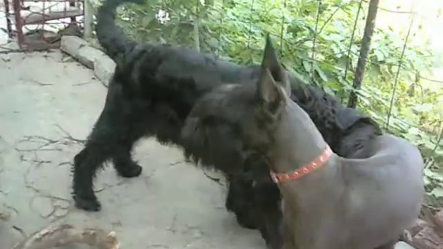 п-к  Роман-Кош.Роман-Кош Евридика с отцом. дома санни с Кузей