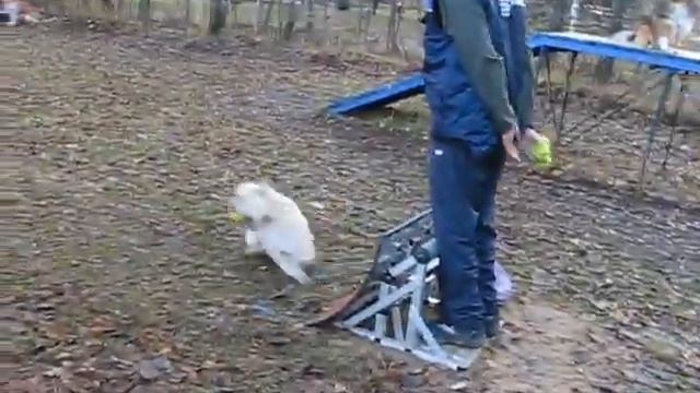 тренировка по флайболу 31/10/10