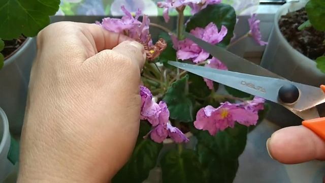 Фиалка факторы влияющие на цветение