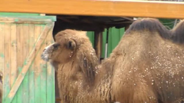 Минск.зоопарк.верблюд #26