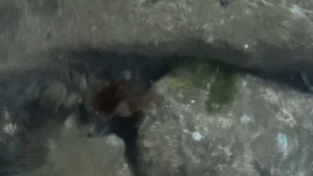 Ловим бычка на Черном море