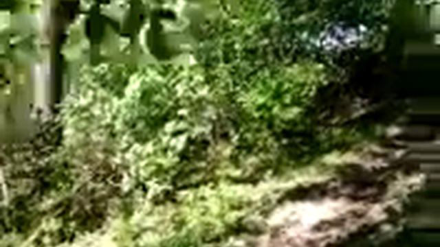 Я. Гуляю на даче