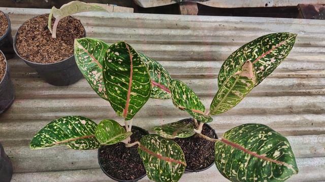 MENGENAL 50 JENIS AGLAONEMA YANG BEREDAR DI INDONESIA! JANGAN SAMPAI SALAH BELI!
